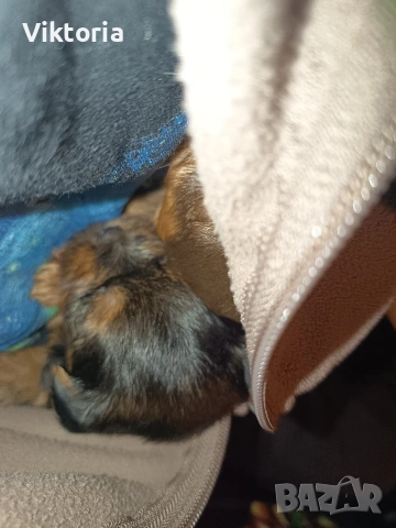 Йоркширски териери, снимка 7 - Йоркширски териер - 52221495