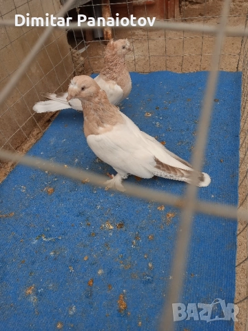 мардини, снимка 2 - Гълъби - 52183181