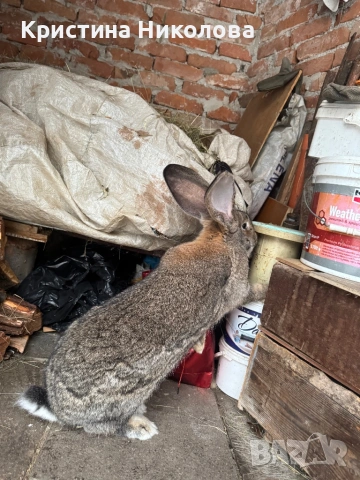 Женска Зайка Белгийски Великан , снимка 8 - Други - 53373678