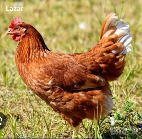 Продавам кокошки, снимка 2 - Кокошки и пуйки - 53488181