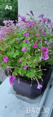 Продавам цветя Детелина Оксалис – 5 бр големи саксии, снимка 2 - Разсади - 49995561