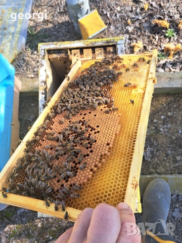 продавам презимували отводки ЛР , снимка 2 - За пчели - 53846698