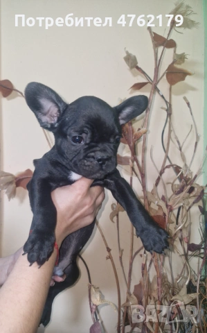 Френски булдог, снимка 9 - Френски булдог - 53800045