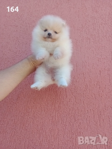 Женски мини Померан , снимка 5 - Померан - 52670211