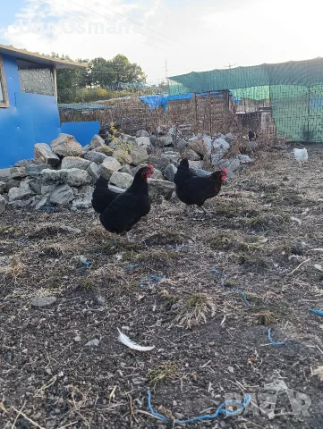 Продавам млади кокошки