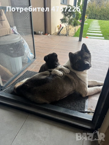 Американска Акита на 60дни,С поставени две ваксини и паспорт. Храни се с гранули., снимка 4 - Акита - 53738899