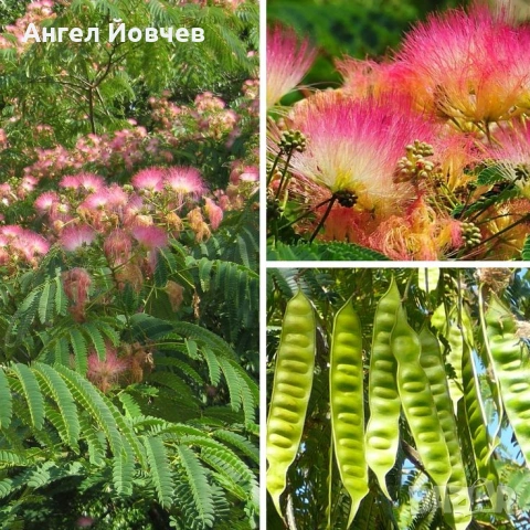 Албиция - фиданки, снимка 4 - Разсади - 53849029