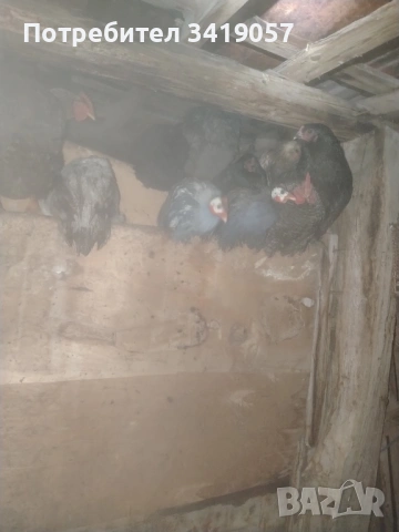 Токачки и кокошки 