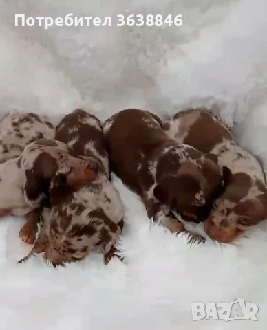 мини дакели, снимка 2 - Дакели - 51123939