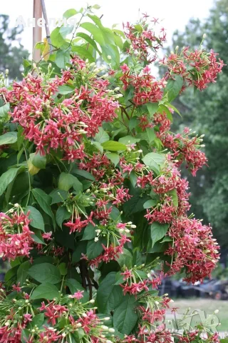Quisqualis indica или китайски орлови нокти, снимка 2 - Стайни растения - 55977813