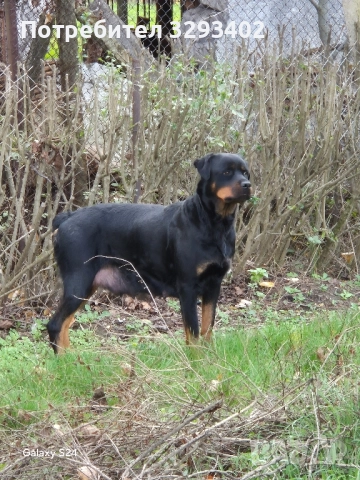ротвайлер, снимка 7 - Ротвайлер - 52488394