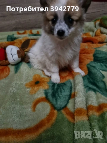 Кученца Немски Шпиц, снимка 1