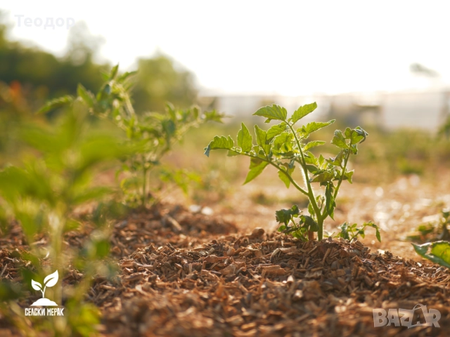 Самосвал дървесен чипс за мулчиране и почвено подхранване, снимка 2 - Тор и почвени смеси - 52252656