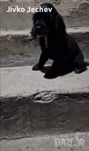 Кокер Шпаньол , снимка 3 - Кокер шпаньол - 52465631