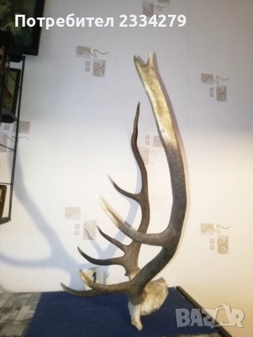Рога, ловна сбирщина от 70-80те години, снимка 3 - Колекции - 52583206