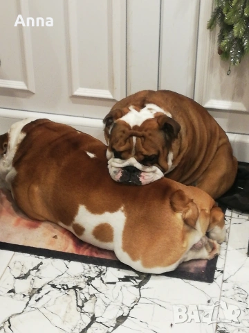 английски мъжки булдог за раэплод, снимка 4 - Английски булдог - 53047924