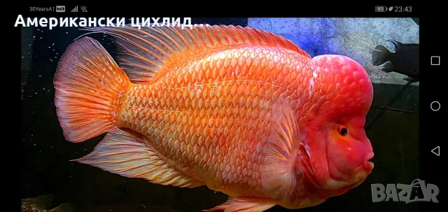 Amphilophus citrinelus