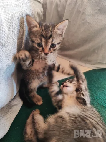 Подарявам 3 малки котета, снимка 13 - Други - 55753064
