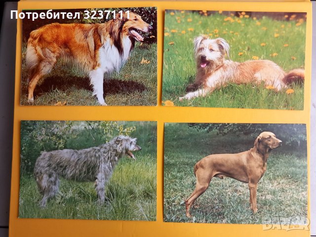 Кучета картички - лот 2, снимка 3 - Колекции - 39807360