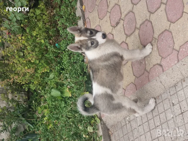 Западно сибирска Лайка