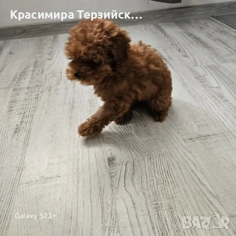 той пудел момче, снимка 2 - Пудели - 55786544