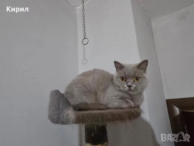 Британска късокосместа, снимка 2 - Британска късокосместа - 56355280