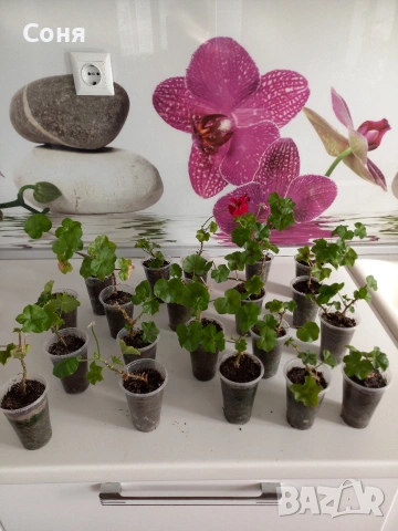 Тъмно червени сакъзи