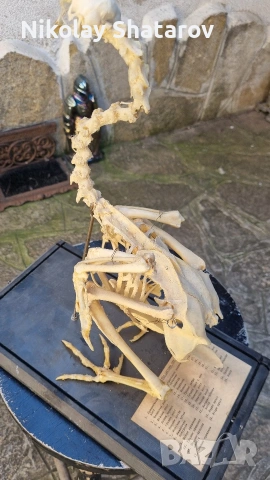 Стар анатомичен модел , снимка 6 - Антикварни и старинни предмети - 53830106