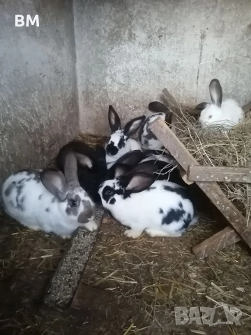 зайци на 5 месеца, снимка 2 - Други животни - 52636229