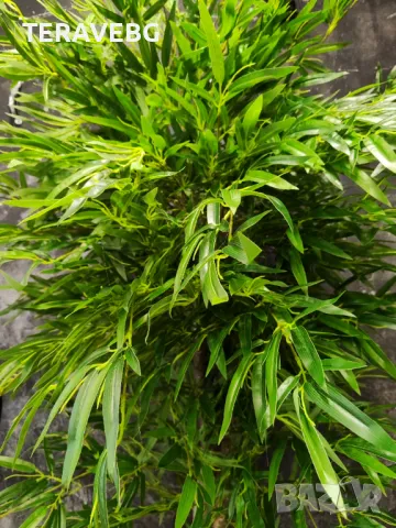 Изкуствени дървета , снимка 4 - Други - 48670887