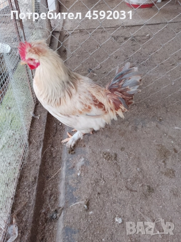 Петлета, снимка 3 - Кокошки и пуйки - 52930601