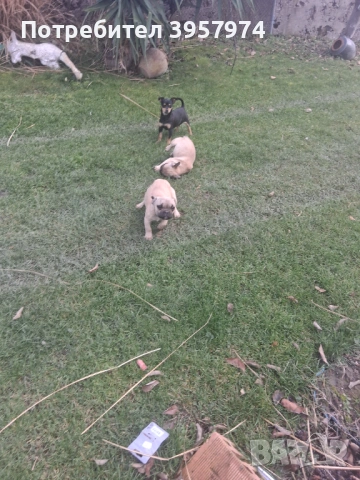 Продава се мъжко булдоче на 3 и половина месеца с три ваксини и паспорт , снимка 10 - Френски булдог - 53028052
