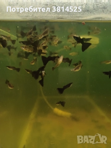 Бети, данио, гупи, снимка 3 - Рибки - 52091961