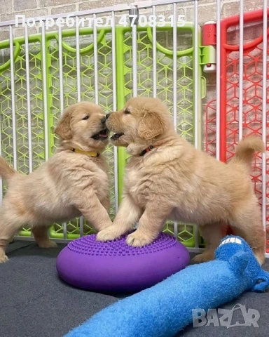 Голдън ретривър момче , снимка 10 - Голдън ретривър - 53384772