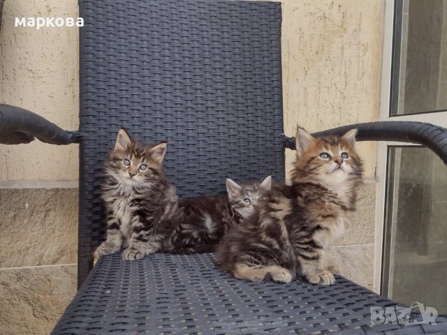 Мей кун мъжки и женски котенца, снимка 2 - Мейн кун - 36944643