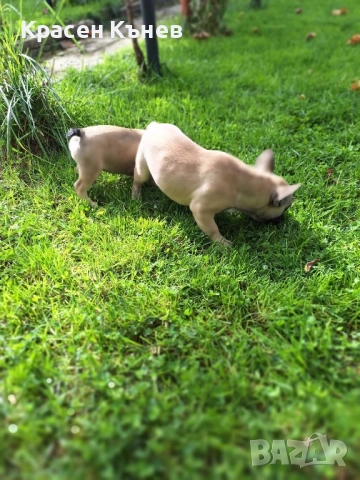 Френски булдог - пясъчни , снимка 4 - Френски булдог - 52114758