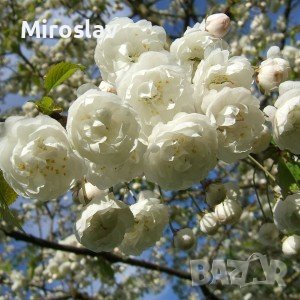 Японска Вишна-(Prunus Alba Plena), снимка 10 - Градински цветя и растения - 40121338