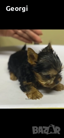 Йоркширски териер. Йорки, снимка 2 - Йоркширски териер - 53587706