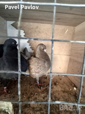Продавам модени, снимка 5 - Гълъби - 53667265