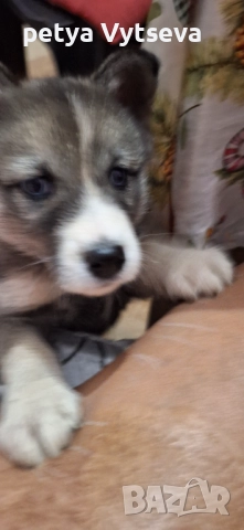 Продавам женско кученце, снимка 4 - Други - 52595781