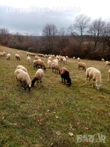 Продавам овце , снимка 7 - Овце - 52642930