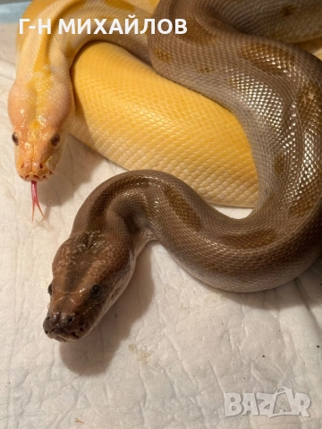 Питон , снимка 4 - Змии - 51557691