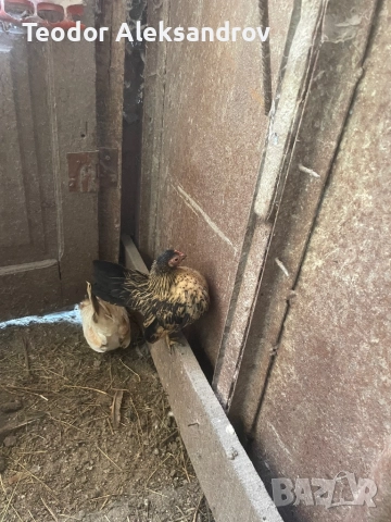 Продавам серами, снимка 4 - За птици - 52514845