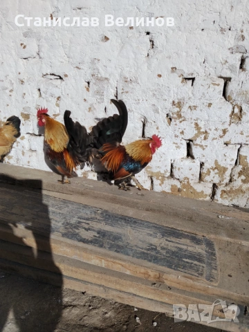 Продавам петлета джинки 