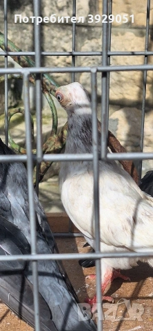 Продавам Будапещенски, снимка 15 - Гълъби - 53753986