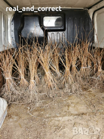 Само ЗА ЦЕНИТЕЛИ Уникален БИО разсад Ягоди и Малини, снимка 12 - Разсади - 53748363