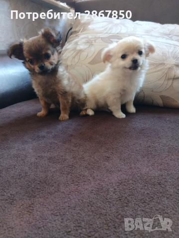 Чихуахуа дългокосмести, снимка 1