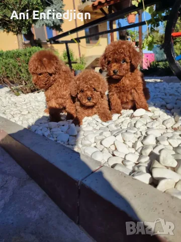 Пудел Той/Poodle Toy, снимка 4 - Пудели - 55990228