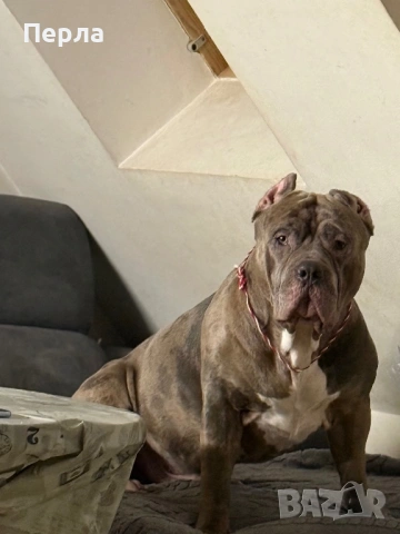 Американско Були ХЛ за разплод, снимка 16 - Други - 48276659