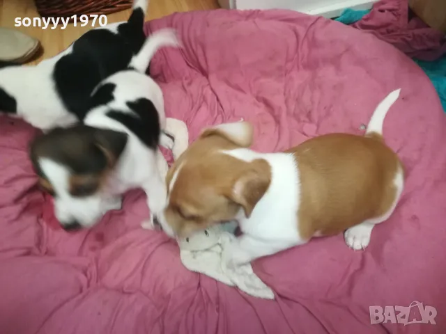 джакове-малки кученца 250лв за брой-джак ръсел 2601250935, снимка 9 - Джак ръсел териер - 48831059